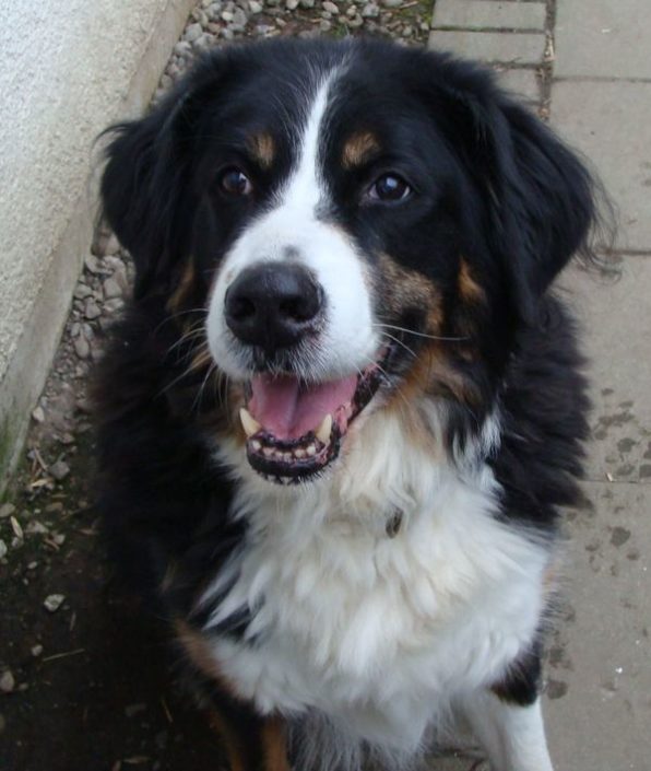 Seniorenpärchen im Tierheim Lindau suchen eine gemeinsame Couch