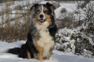 Australian Shepherd